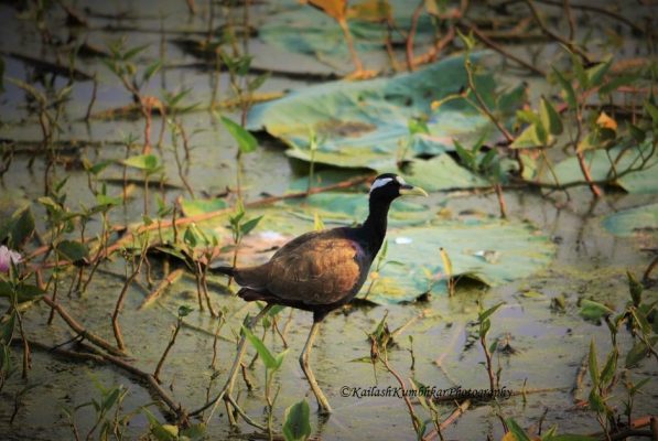 Bronze-winged- jacana