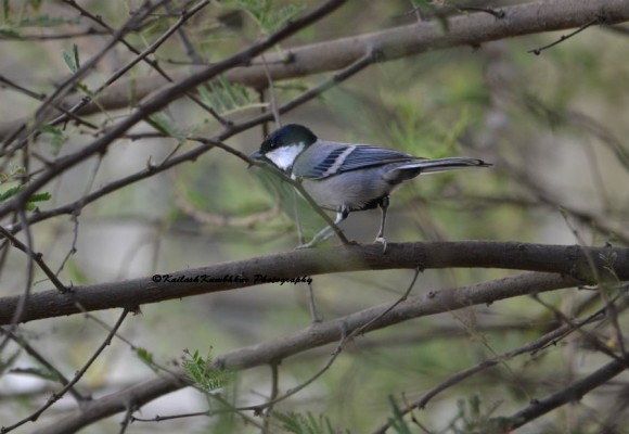 Cinereous_Tit