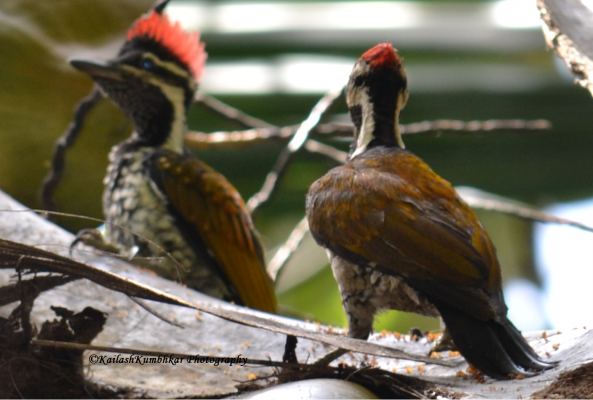 Common-Flameback-woodpecker