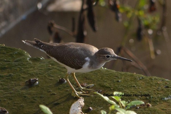 Common-Sandpiper