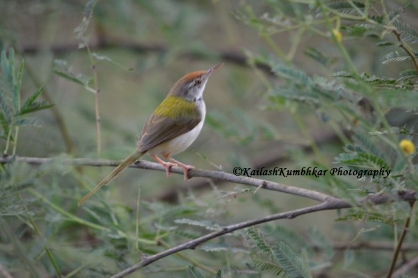 Common-Tailorbird-India