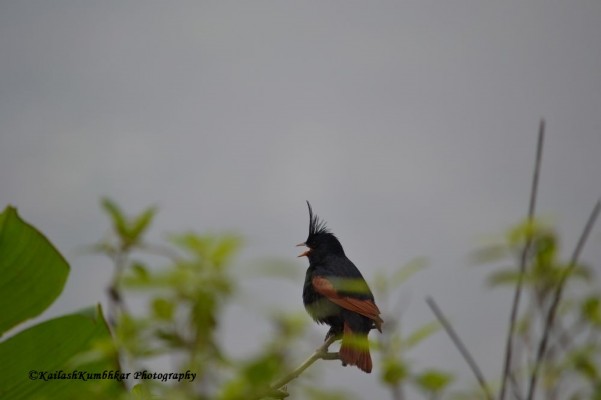 Crested-Bunting-Pune