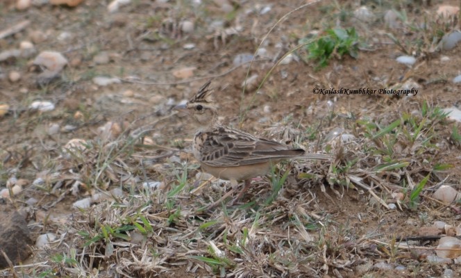 Crested-lark-bird