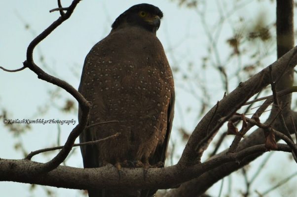 Crested-serpent-eagle