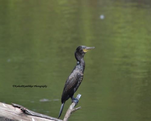 Great-cormorant