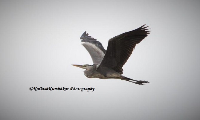 Grey-Heron-India