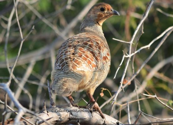 Grey Francolin