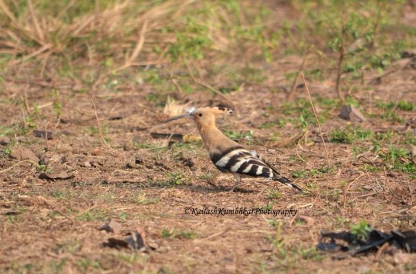 Hoopoe-bird