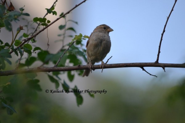 House_Sparrow