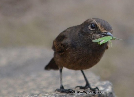 Indian-Brown-Rock-Chat