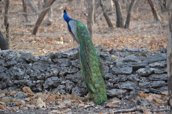 Indian-Peacock