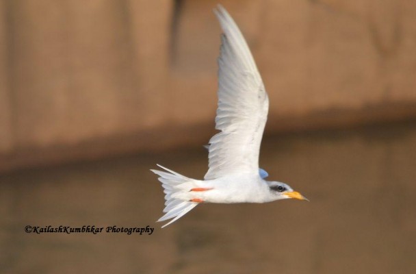 Indian-River-Tern