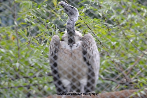 Indian-Vulture