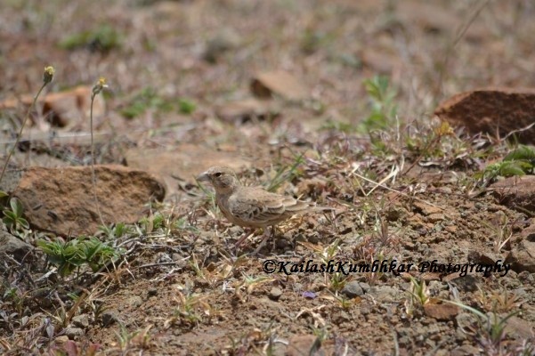 Indian-bushlark-bird