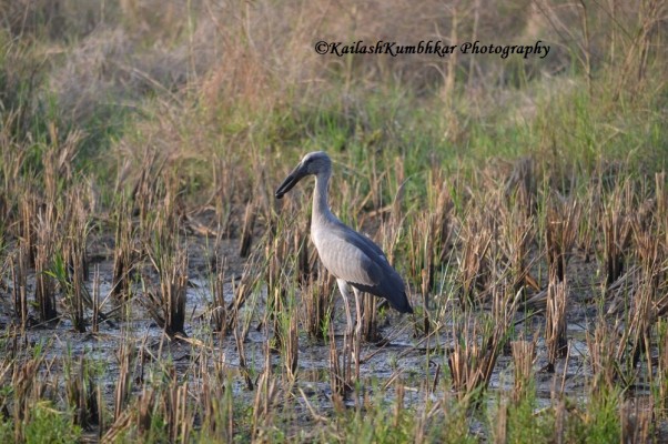 Indian-openbill