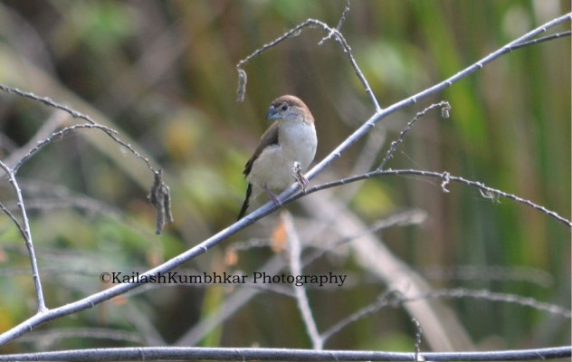 Indian_Silverbill