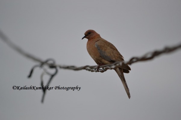 Laughing -Dove
