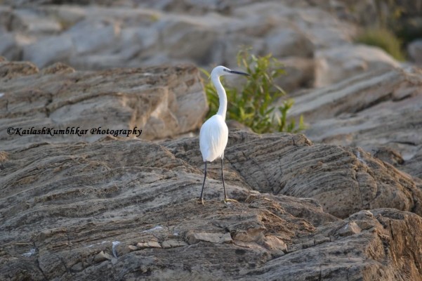 Little-Egret