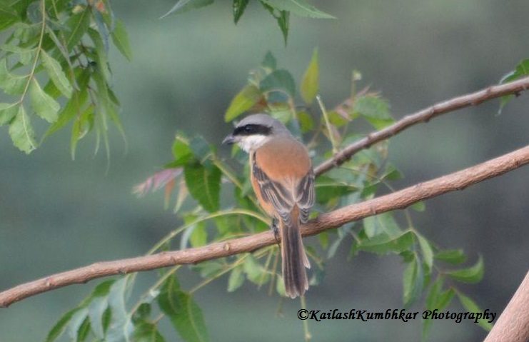 Long-Tailed Shrike-bird
