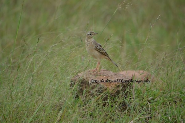 Oriental-Pipit