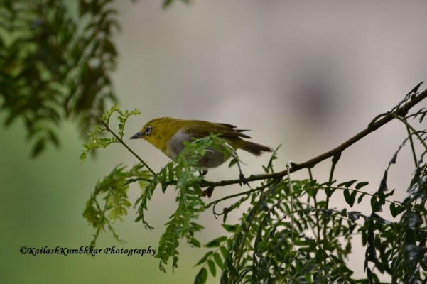 Oriental-white-eye