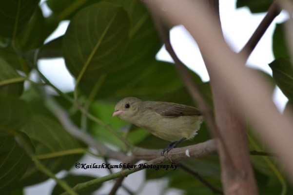 Pale-billed-flowerpecker