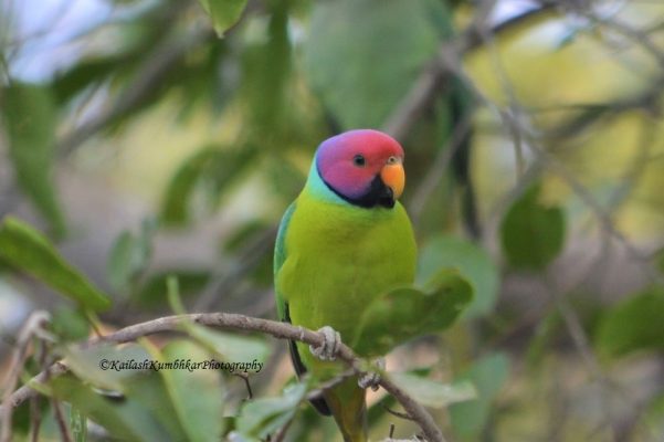 Plum-Headed Parakeet