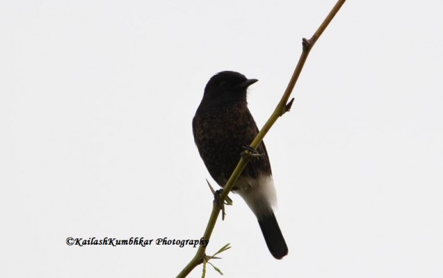 Pied-Bush-Chat