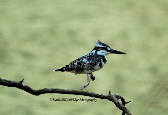 Pied-Kingfisher