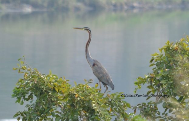 Purple-heron