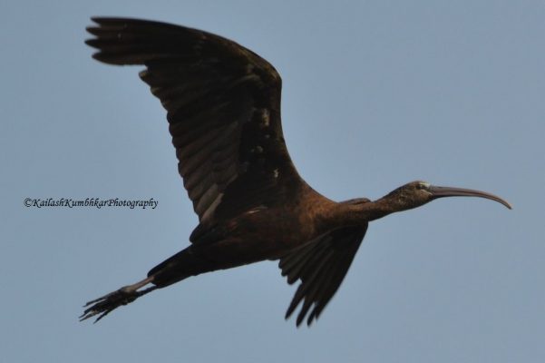 Red-Naped-Ibis