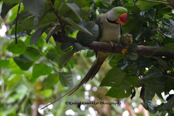Rose-Ringed -Parakeet