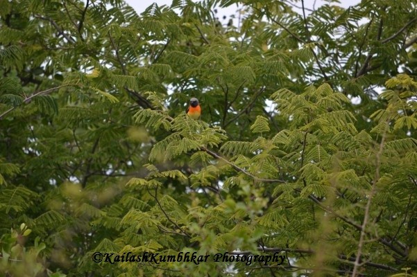 Small-minivet-Bird