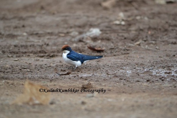Swallow-Bird