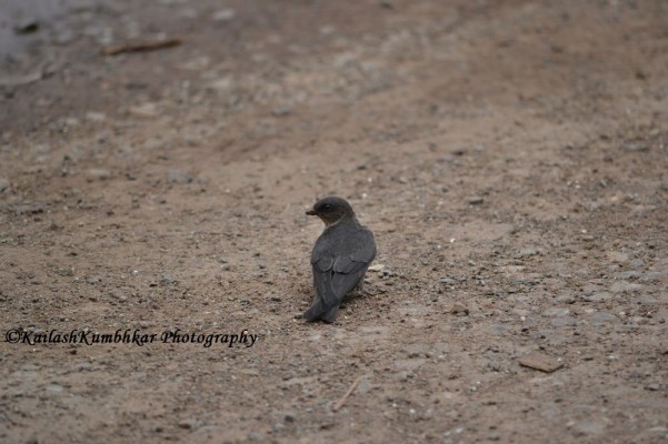 Swift-Bird