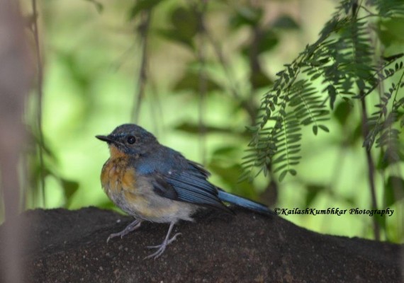 Tickell's-Blue-Flycatcher