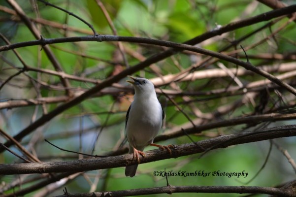 White-headed-starling