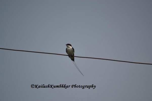 Wire-tailed-Swallow-bird