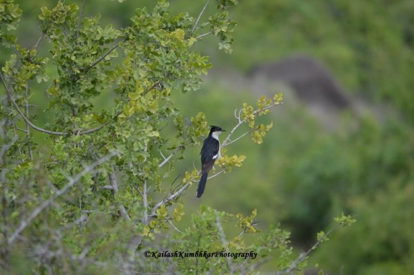 Pied-Crested-Cuckoo