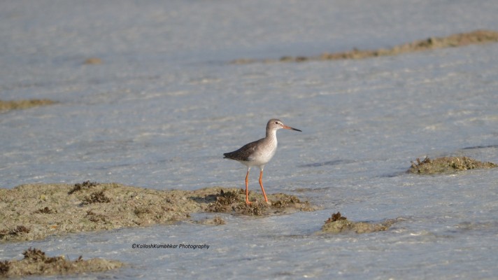 Common-Redshank-Bird
