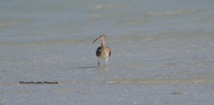 Eurasian-Curlew-Bird