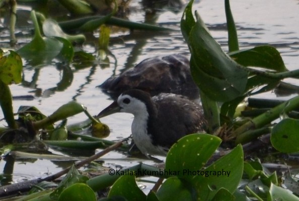 Water-Hen-Bird