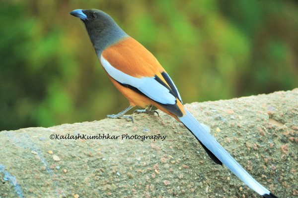 Rufous- treepie