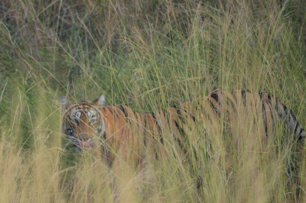 Ranthambore-Tiger