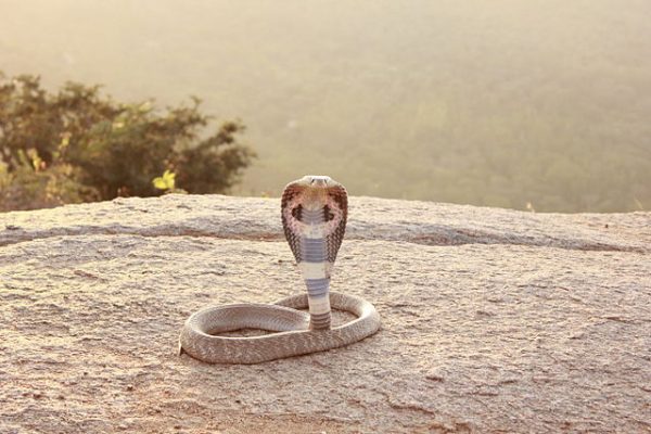 indian_cobra