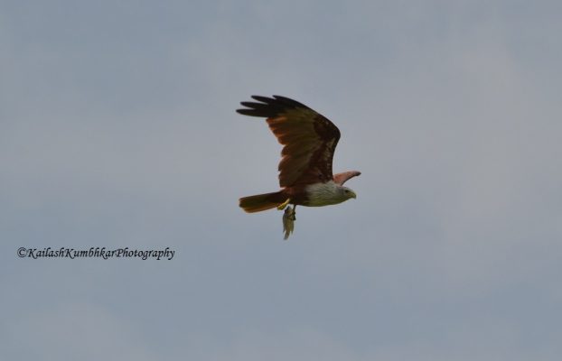 Brahminy-Kite-Bhigwan