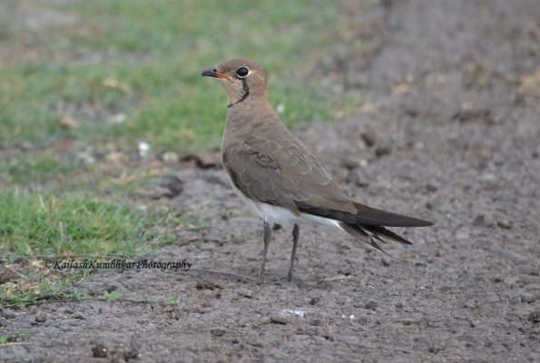 Collared-Pratincole-India