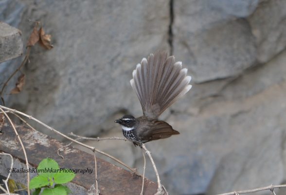 FanTail-Bird