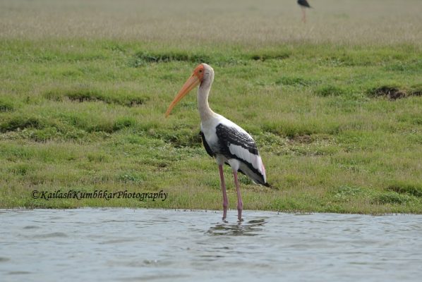 Painted-stork-Kumbhargaon