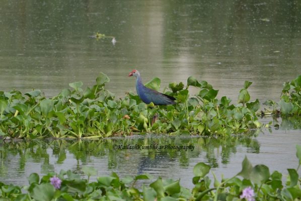 Purple-Moorhen